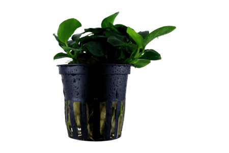 Preview: Anubias Petite von Tropica